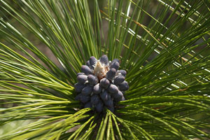 Cooperative effort drives restoration of longleaf pine in Virginia