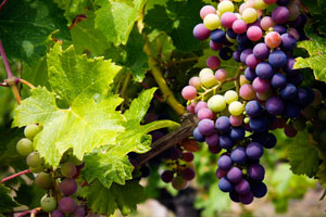 Grant funding available for Southside vineyard development; additional grapes needed